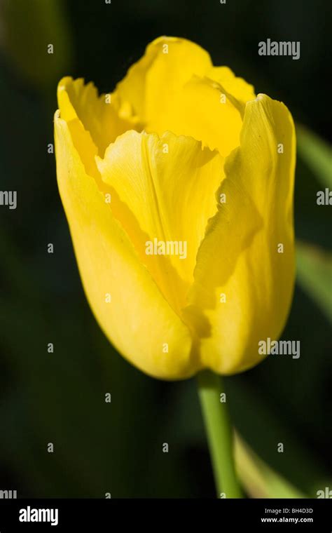 Gelbe Tulpe Im Keukenhof Tulip Park In Der Sonne Stockfotografie Alamy