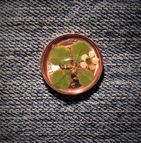 4 Leaf Clover Dried Flower Lucky Penny Magnetic Canadian Etsy