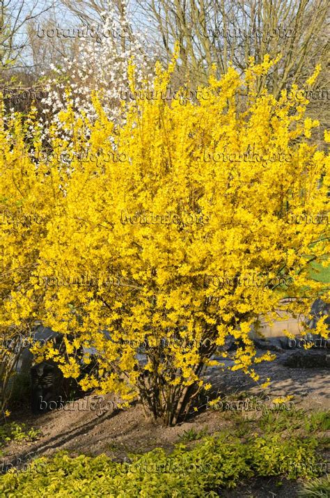 Image Border Forsythia Forsythia X Intermedia 519103 Images Of