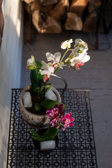 How To Fertilize Orchids For Big Blooms My No Fuss Feeding Tip