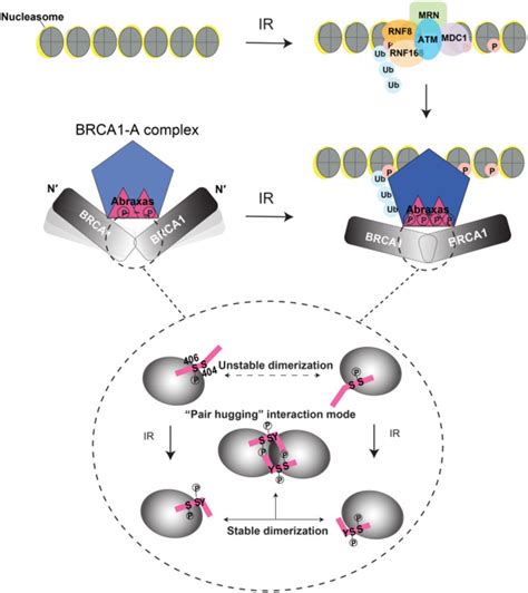 A Model Showing Ir Induced Phosphorylation Of Abraxas Promotes