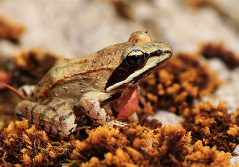 Wood Frogs 101 Physical Characteristics Habitat Behavior And