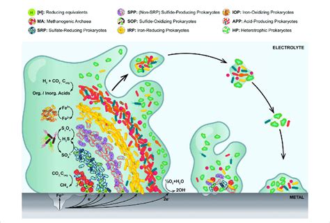 Representation Of A Stratified Multispecies Biofilm At Different Stages