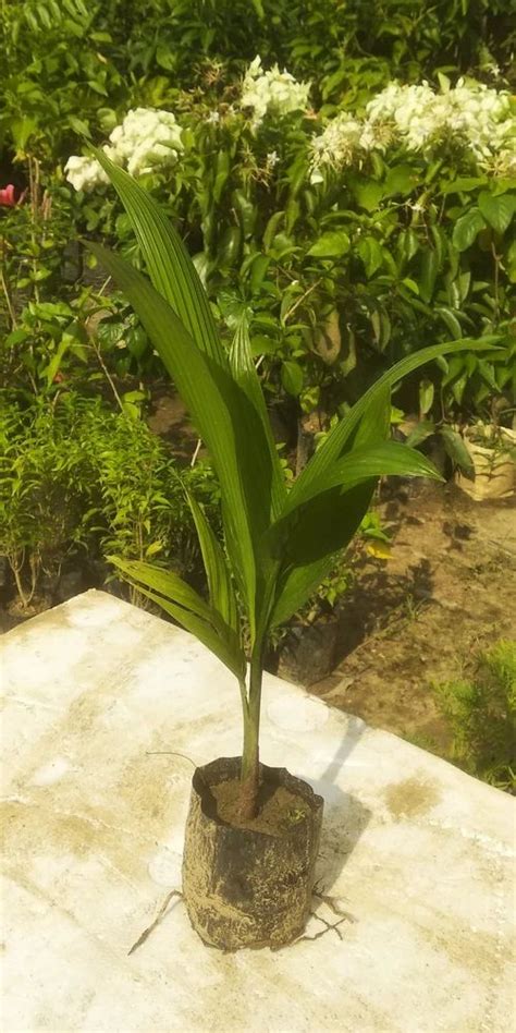 Arecanut Plant Supari Palm Tree Dishi At Rs Piece Areca Palm Plant