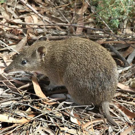 Southern Brown Bandicoot Facts Diet Habitat And Pictures On Animaliabio