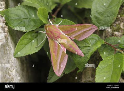 Elephant Hawk Moth Deilephila Elpenor Medium Vine Hawkmoth Hawkmoth