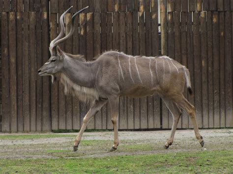 Greater Kudu 07 by animalphotos on DeviantArt