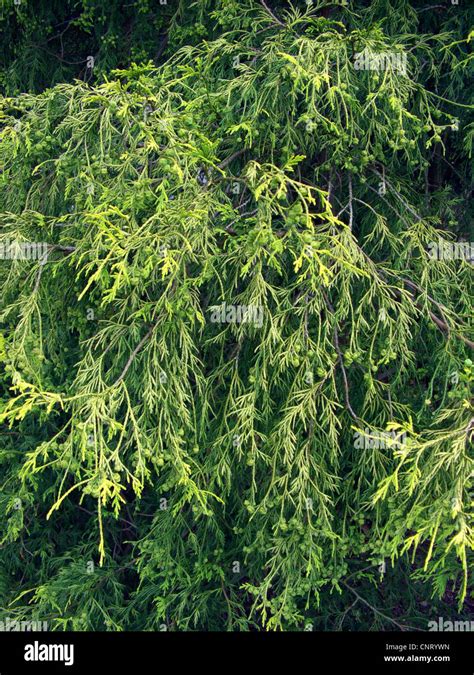 Sawara Falsecypress Chamaecyparis Pisifera Filifera Aurea