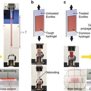 Pdf Skin Inspired Hydrogelelastomer Hybrids With Robust Interfaces