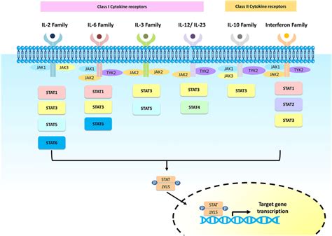 Overview Of JAK STAT Signaling Pathways Cytokines Bind To Specific