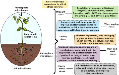 Frontiers Plant Beneficial Microbiome A Boon For Improving Multiple