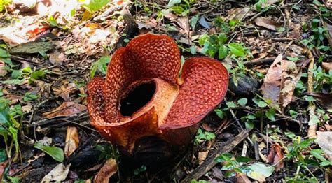 Pertama Kalinya Bunga Langka Rafflesia Arnoldi Tumbuh Di Ex Situ Kebun