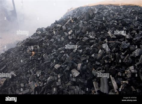 Piles Of Processed Charcoal In Planted Eucalyptus Forest Bahia Brazil
