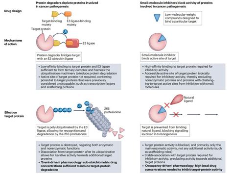 Protacs Clinical Progress Future Directions Potential Challenges