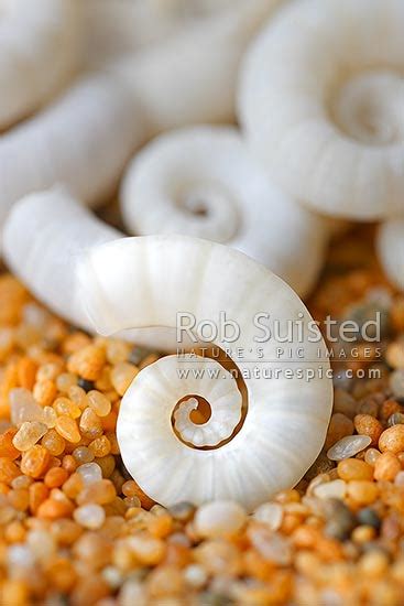 Seashells On Sand Ram S Horn Shell Bouyancy Chambers From Ram S Horn