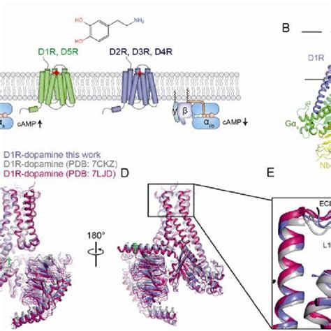 Structure Of The Dopamine Bound D1r G Protein Complex In The