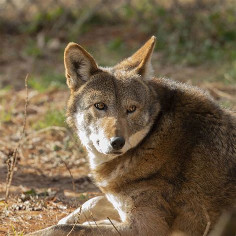 Nc Red Wolves Red Wolf Education North Carolina Wildlife Federation