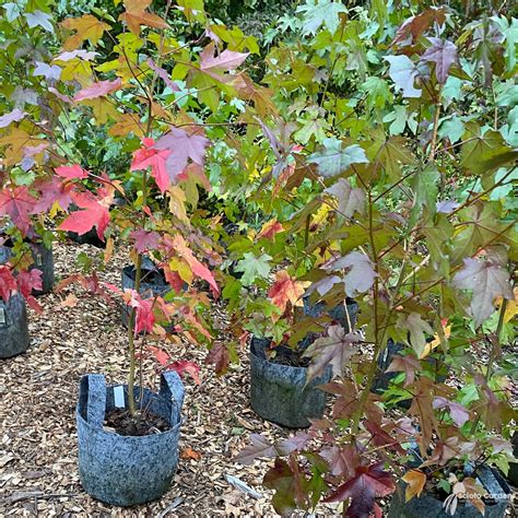 Liquidambar Styraciflua 3 Sweetgum Scioto Gardens Nursery