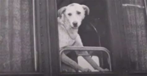 Lampo El Perro Que Aprendió A Andar Solo En Tren Recorrió Toda Italia