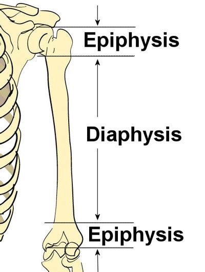 Bone Structure And Anatomy Explained What Is Bone Marrow