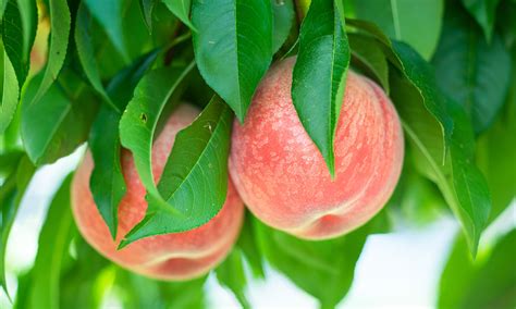 How to Grow Peach Trees on Your Homestead - Hummingbird Acres
