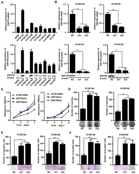 The Effect Of Znf Knockdown On Escc Cell Lines A Znf Mrna And