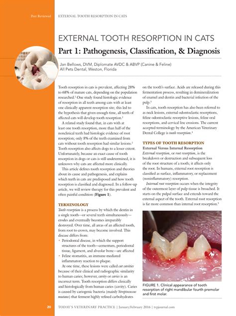 External Tooth Resorption In Cats Part 1 Pathogenesis Classification