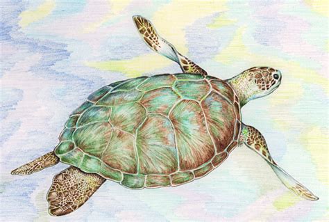 Sea Turtle Drawing Color At Getdrawings Free Download