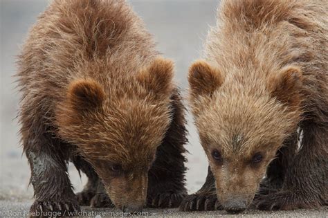 Brown Bear Cubs | Photos by Ron Niebrugge