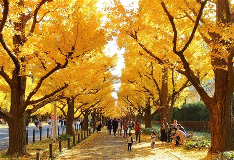 The 10 Most Beautiful Autumn Leaves Spots In Japan