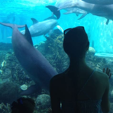 Sea World Orlando @ The Dolphin Encounter | Dolphin encounters, Sea ...