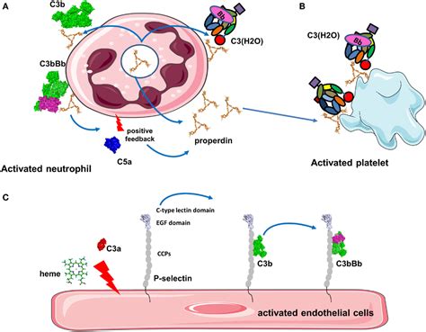 Frontiers Complement System Part I Molecular Mechanisms Of