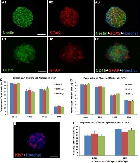 Expression Of Stem Cell Markers And Proliferation Marker Ki67 In Btscs