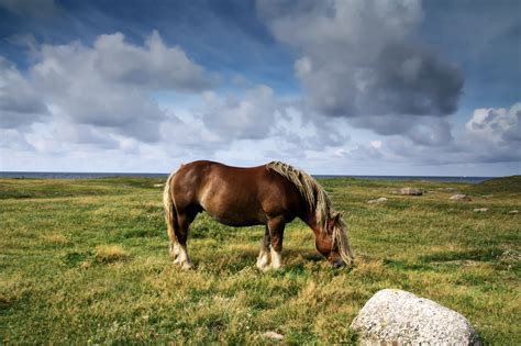 Ardennes Horse - Full Profile, History, and Care