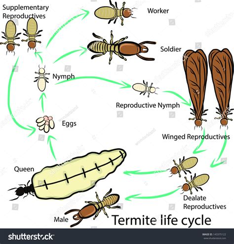 Termite Life Cycle Stock Vector (Royalty Free) 143375122 | Shutterstock