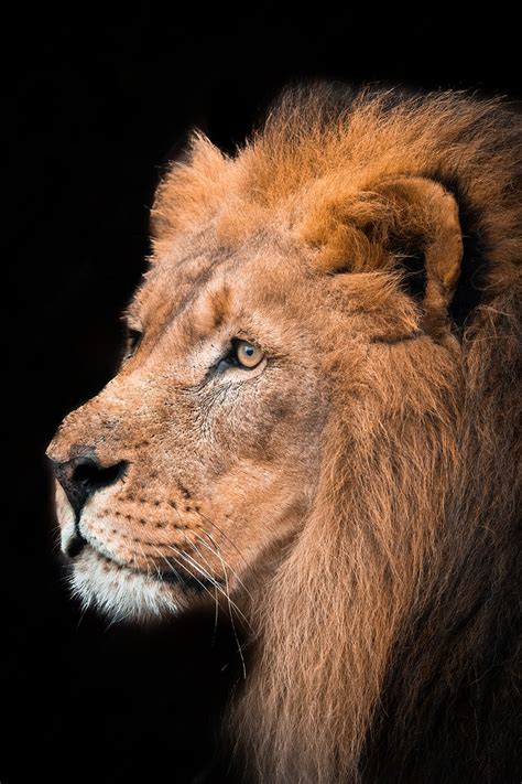 Congo lion | I decided to go to the beautiful ZOO Zlín Lešná… | Flickr