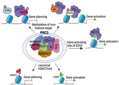 Epigenomes Free Full Text Polycomb Directed Cell Fate Decisions In