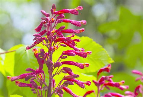 Circa Magazine The Red Buckeye