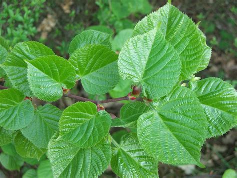 Tilia Platyphyllos Tilleul Grandes Feuilles Climessences