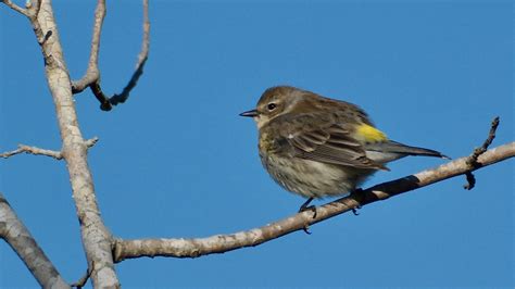 Golden Sunset Myrtle Or Yellow Rumped Warbler Setophaga C Flickr