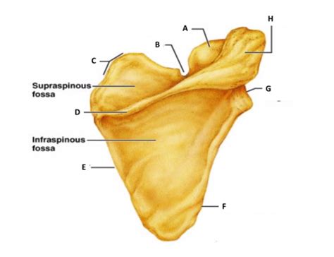 Scapulae Pt Flashcards Quizlet