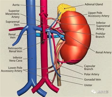 24张图汇总「肾血管」常见病变的影像学表现静脉