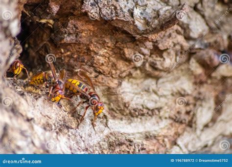 European Hornets Defend The Entry Of Their Hornets Nest Against Invaders And Are A Dangerous And