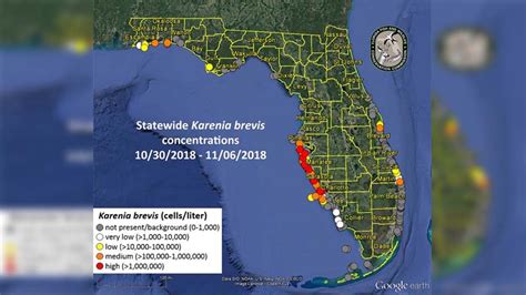 High Red Tide Concentrations Still Present In Tampa Bay Area