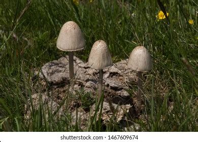 Mushrooms Growing Out Cow Patty Stock Photo Shutterstock