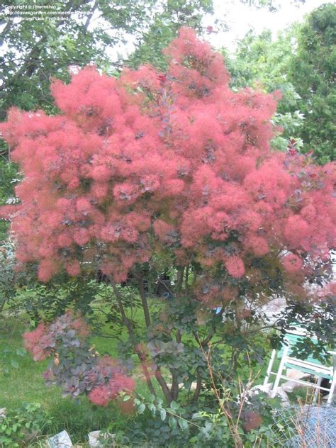 Plantfiles Pictures Cotinus European Smoketree Purple Smoke Tree