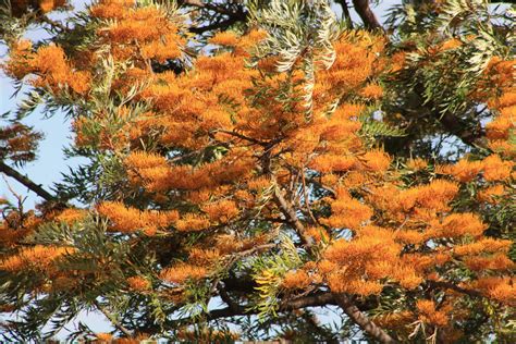 Birds Of Australia Key Plants Grevillea