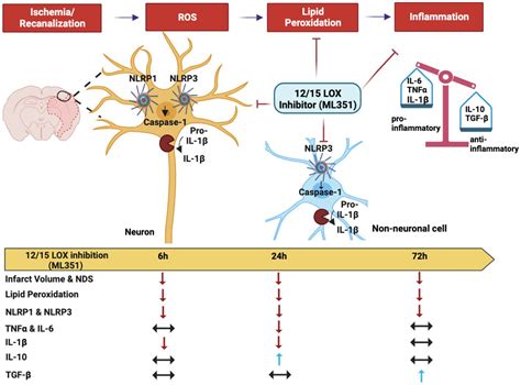 Frontiers 12 15 Lipoxygenase Inhibition Attenuates Neuroinflammation