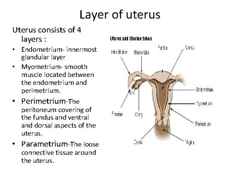 Uterus 1 Sh Nurul Hanim Bte Sy Ibrahim