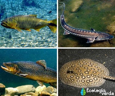 Nombres Y Fotos De Peces De Río Descubre La Fauna Acuática De Tu Zona